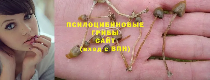 Галлюциногенные грибы MAGIC MUSHROOMS  Западная Двина 